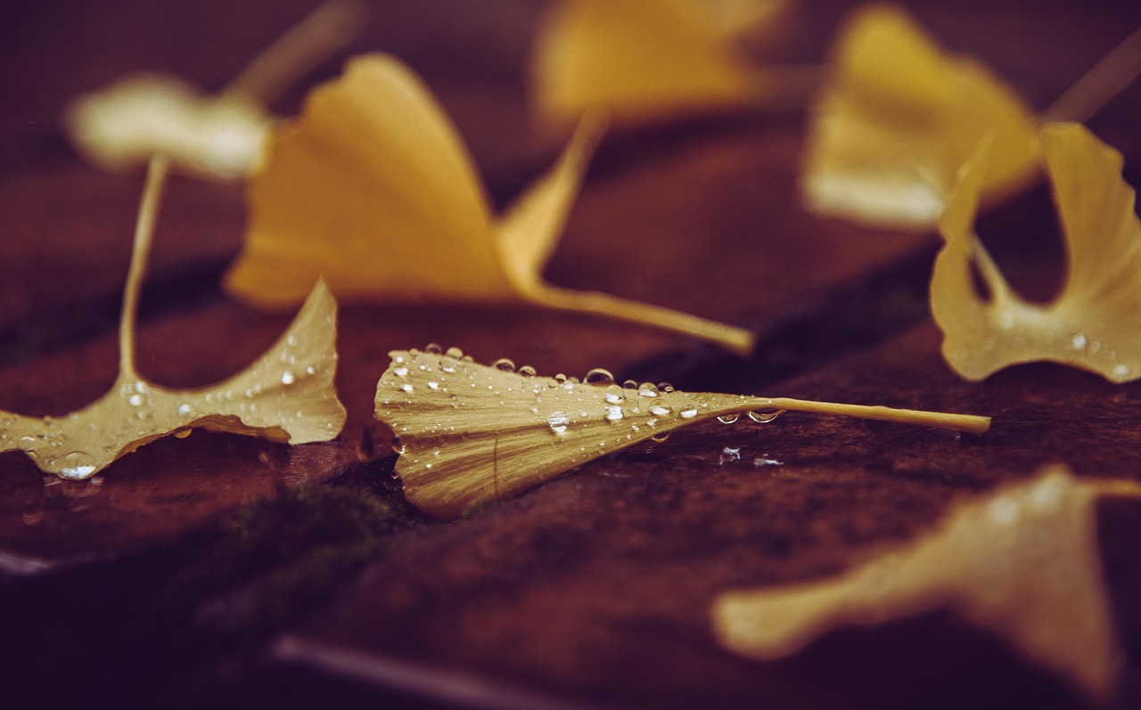 Ginkgo Biloba: 270 Milyon Yıllık Yaşayan Fosil