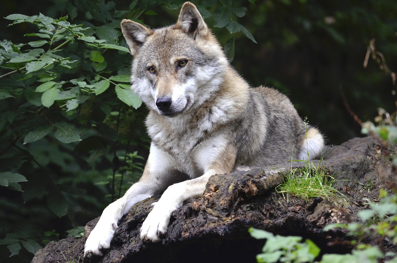 Kurt (Canis Lupus): Vahşi Doğanın Ruhu