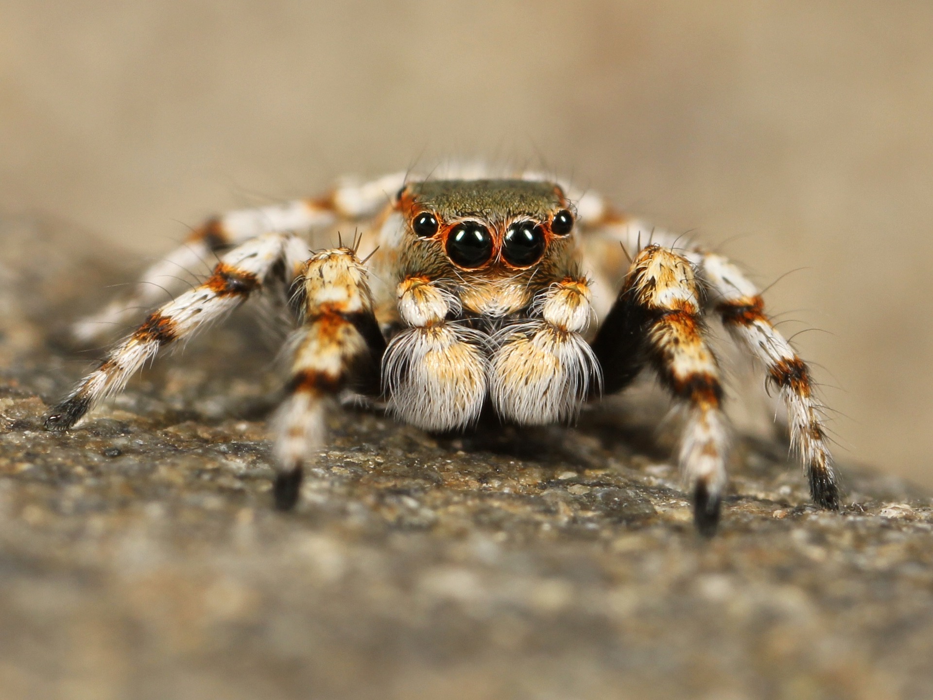 Tarantula: Vahşi Yaşamın Tüylü Yaratıkları