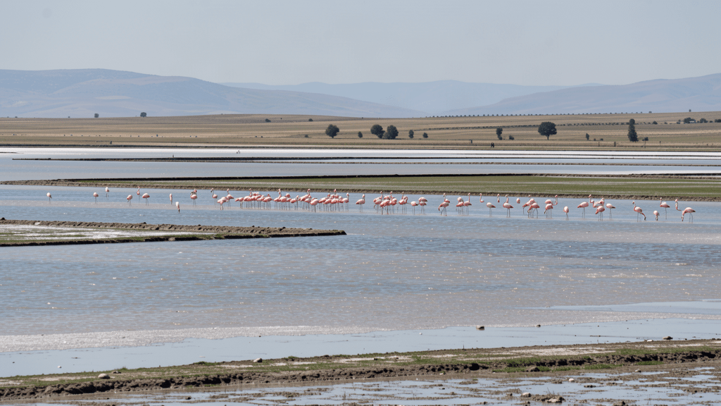 Tuz Gölü’nün sığ sulak alanında uzaktan beslenen flamingo sürüsü